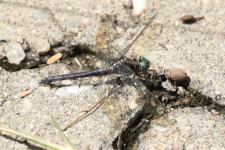 Orthetrum julia (Julia Skimmer) female 1.JPG